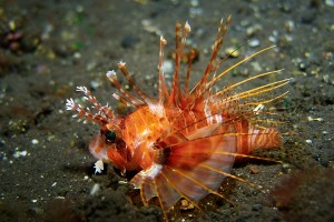 Lion Fish